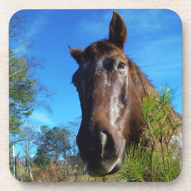 Brown & Cream Coloured Horse blue sky Coaster (Front)