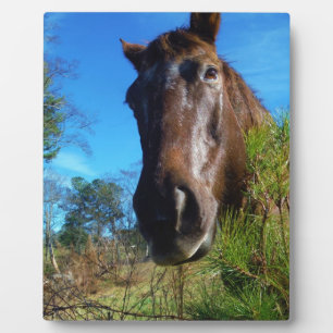 Brown & Cream Coloured Horse blue sky Plaque