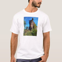 Brown & Cream Coloured Horse blue sky