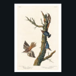 Brown Creeper and Californian Nuthatch by Audubon Poster<br><div class="desc">John James Audubon (April 26, 1785 – January 27, 1851), born Jean-Jacques Audubon, was an American ornithologist, naturalist, and painter. He was notable for his expansive studies to document all types of American birds and for his detailed illustrations that depicted the birds in their natural habitats. His major work, a...</div>