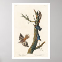 Brown Creeper and Californian Nuthatch by Audubon
