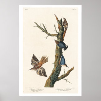 Brown Creeper and Californian Nuthatch by Audubon Poster