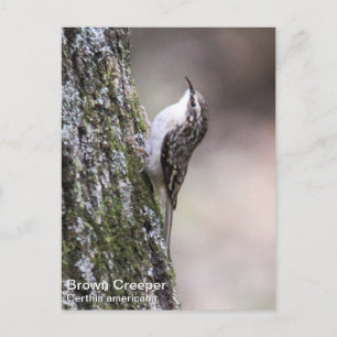 Brown Creeper Postcard