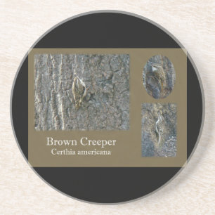 Brown Creeper Songbird Coordinating Items Coaster