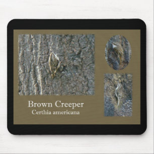 Brown Creeper Songbird Coordinating Items Mouse Pad
