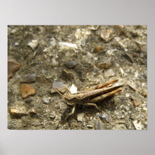 Brown Cricket Print