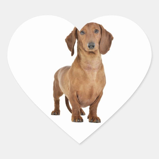 Brown Dachshund Puppy Dog Love Heart Heart Sticker (Front)