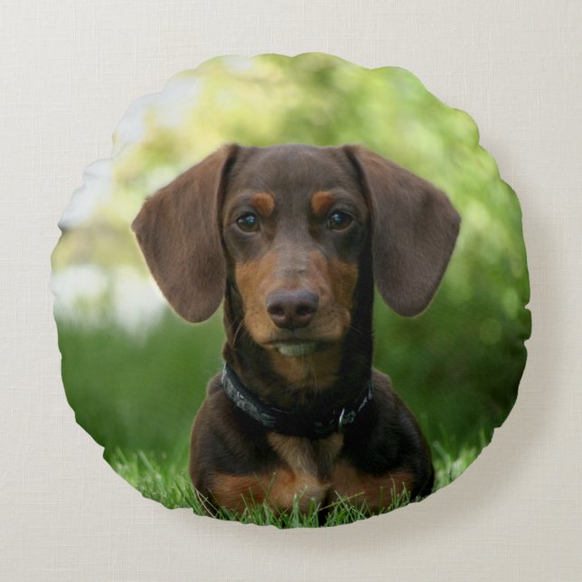 Brown Dachshund Puppy Round Pillow (Front)