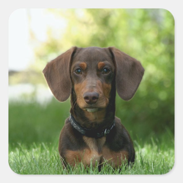 Brown Dachshund Puppy Square Sticker (Front)
