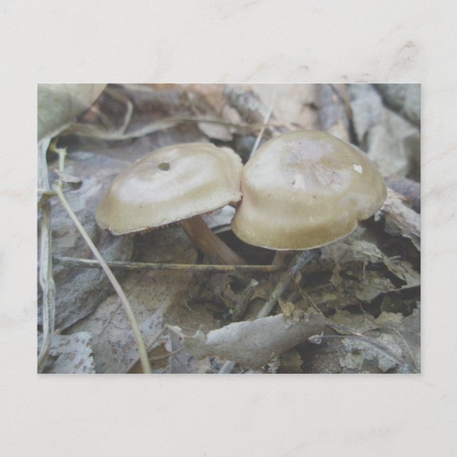 Brown Duo Mushrooms Postcard (Front)