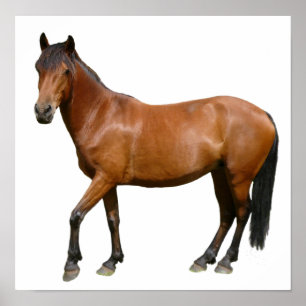 Brown Exmoor Horse Poster
