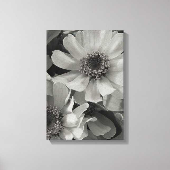 Brown Eyed Susan Flowers Canvas Print (Front)