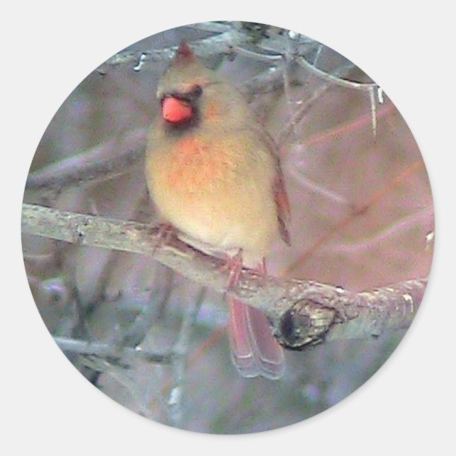 Brown Female Cardinal Sticker (Front)