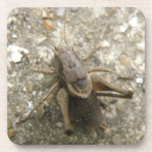 Brown Field Cricket Cork Coaster