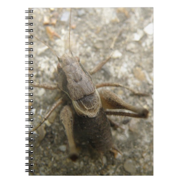 Brown Field Cricket Notebook (Front)