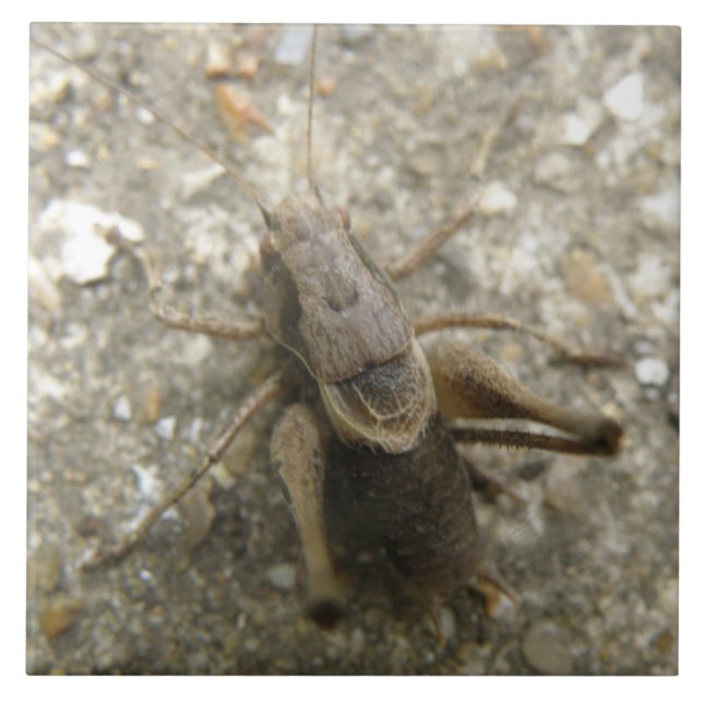 Brown Field Cricket Tile (Front)