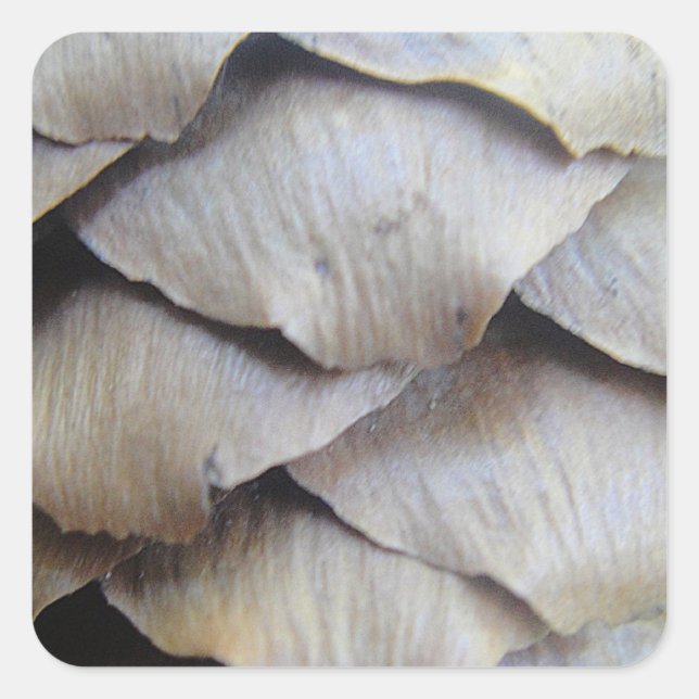 Brown fir cone pattern square sticker (Front)