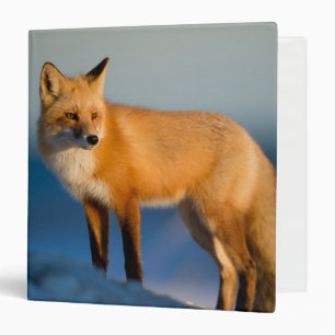 Brown Fox 3 Ring Classeur