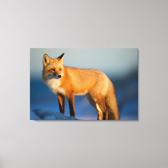 Brown Fox Canvas Print (Front)