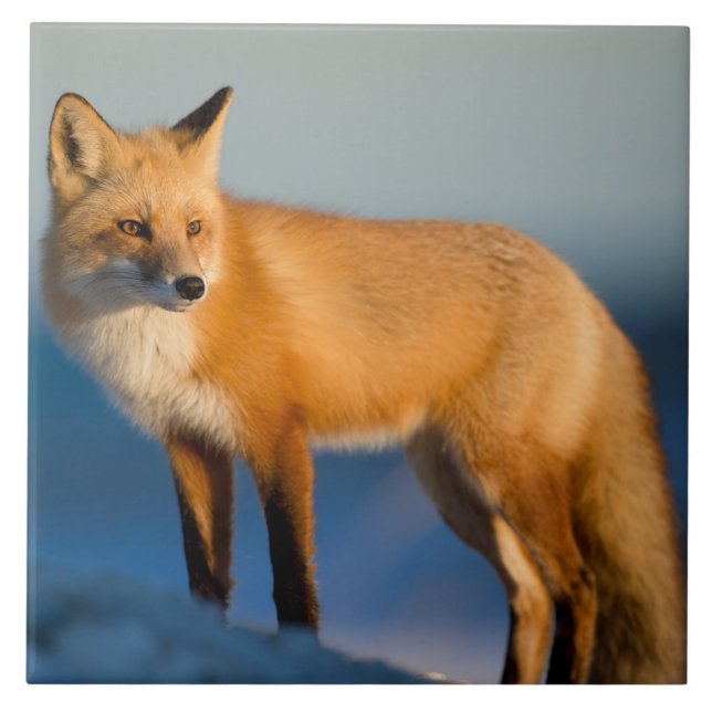 Brown Fox Ceramic Tile (Front)