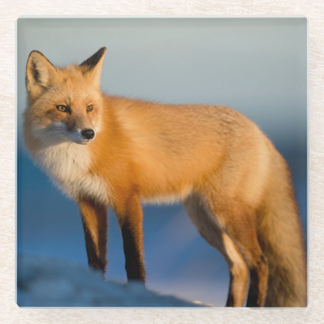 Brown Fox Glass Coaster (Front)