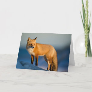 Brown Fox Greeting Card