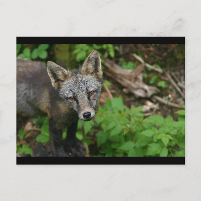 Brown Fox Postcard (Front)