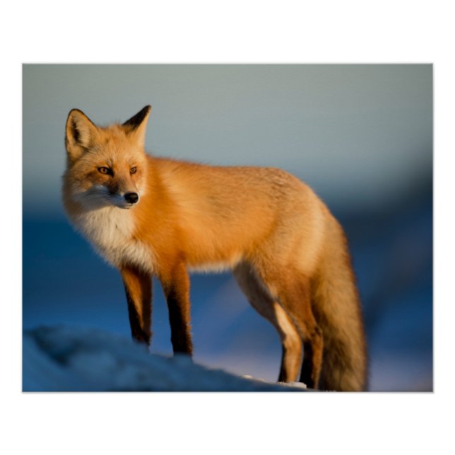 Brown Fox Poster (Front)