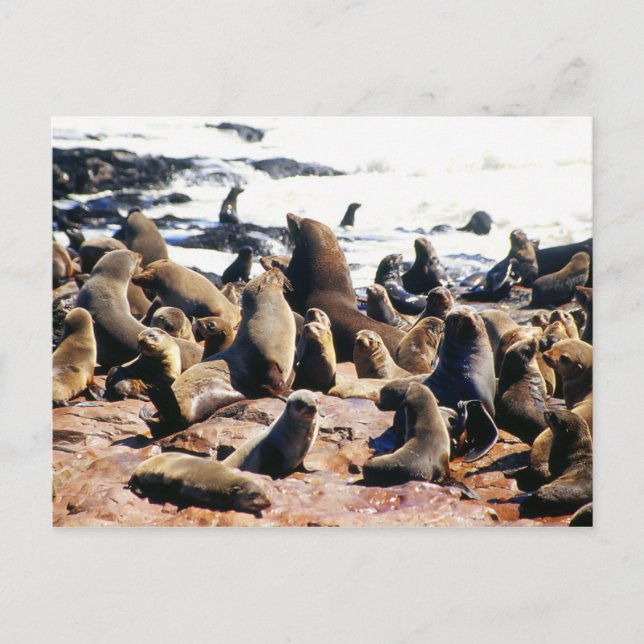 Brown Fur Seal Colony in Namibia Postcard (Front)