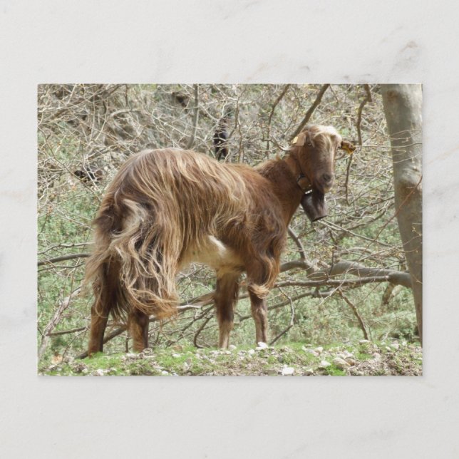 Brown Goat Postcard (Front)