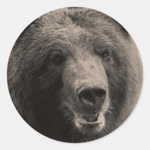Brown Grizzly Bear Wildlife Photo Classic Round Sticker