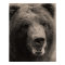 Brown Grizzly Bear Wildlife Photo