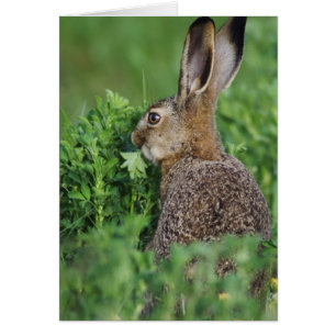 Brown Hare, Lepus europaeus, young eating,