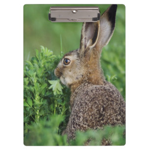 Brown Hare, Lepus europaeus, young eating, Clipboard