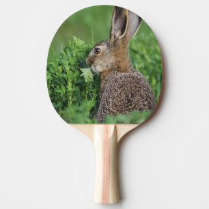 Brown Hare, Lepus europaeus, young eating, Ping Pong Paddle