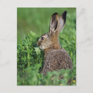 Brown Hare, Lepus europaeus, young eating, Postcard
