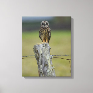 Brown Hawaiian Owl Sitting on a Fence Post Canvas Print