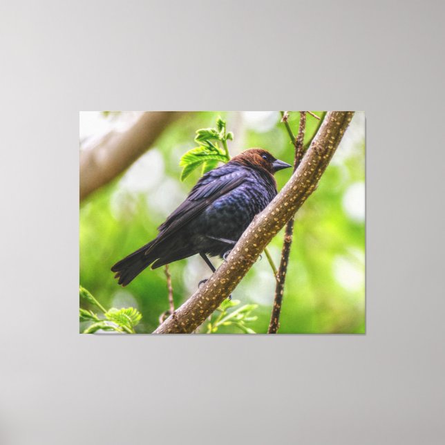 Brown Headed Cowbird Canvas Print (Front)