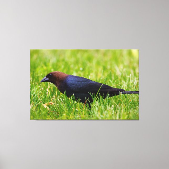 Brown-headed Cowbird (Molothrus ater) Canvas Print (Front)