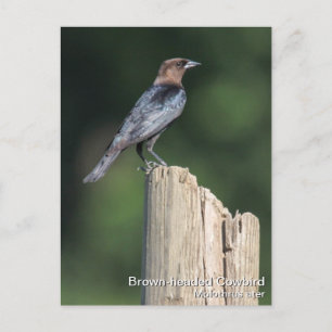 Brown-headed Cowbird Postcard