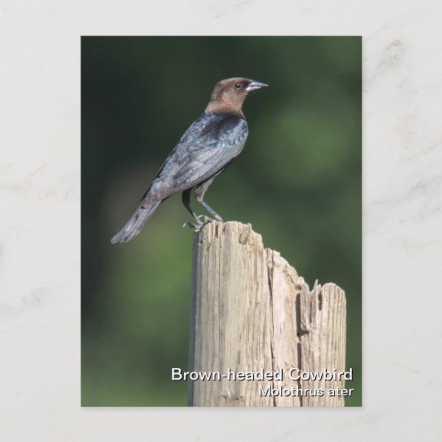 Brown-headed Cowbird Postcard (Front)