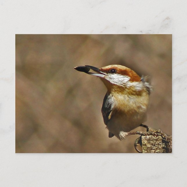 Brown-headed Nuthatch Postcard (Front)