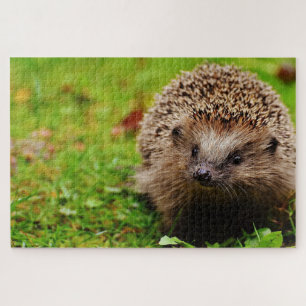 Brown hegdehog on grass jigsaw puzzle