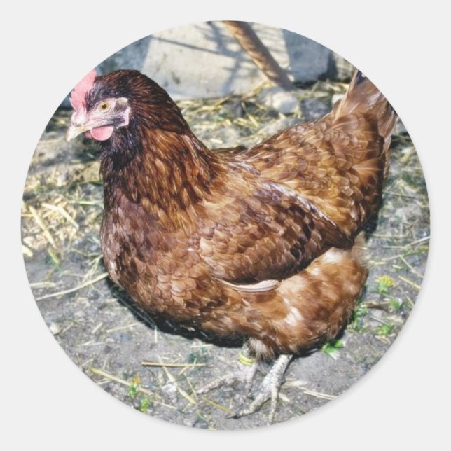 Brown Hen On The Back Yard Classic Round Sticker (Front)