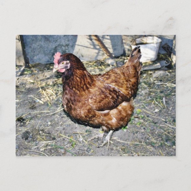 Brown Hen On The Back Yard Postcard (Front)