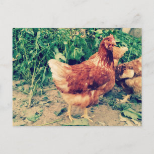 Brown Hen postcard