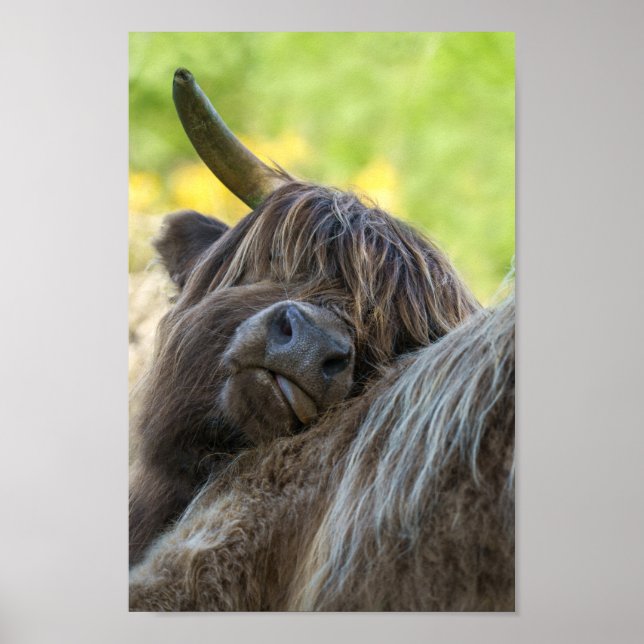 Brown Highland Cow Poster (Front)