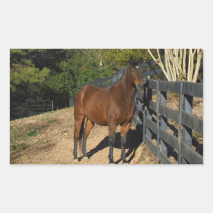Brown Horse against a Fence Sticker