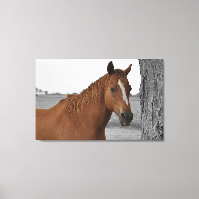 Brown Horse, B&W Background Canvas Print (Front)