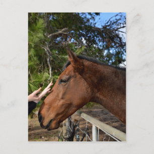 Brown Horse Called Bennie Loving A  Pat, Postcard